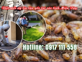 CÔNG TY DIỆT MỐI UY TÍN TẠI AN GIANG – CAM KẾT HẾT MỐI 100%